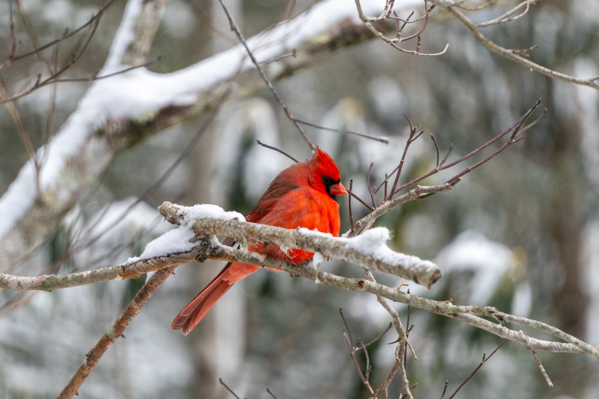 Cardinal